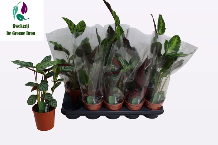 <h4>CALAT GEM 3 SRT</h4>