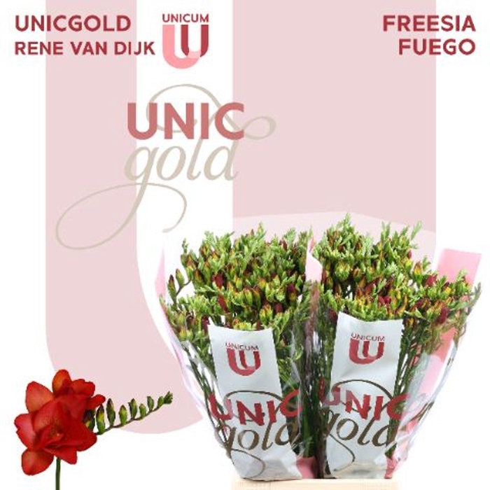 <h4>Freesia DU 'Fuego'</h4>