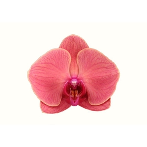 Duetto Boog Asian Coral