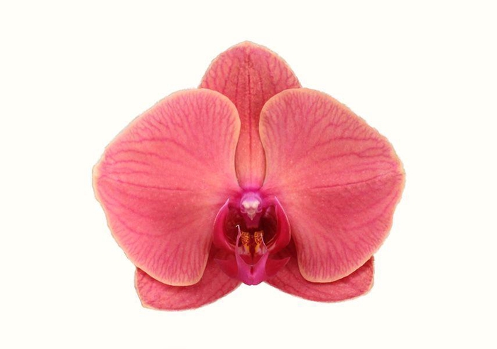 <h4>Duetto Boog Asian Coral</h4>