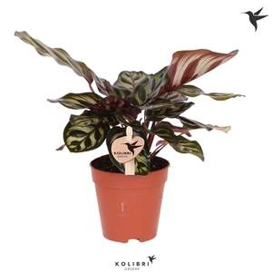 Kolibri Greens Calathea Makoyana