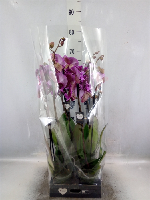 <h4>Phalaenopsis   ...lilac</h4>