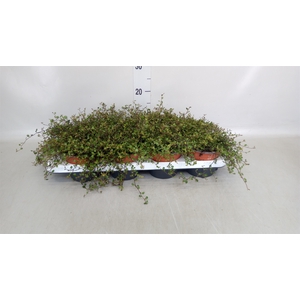 Muehlenbeckia com. 'Mao'ri'