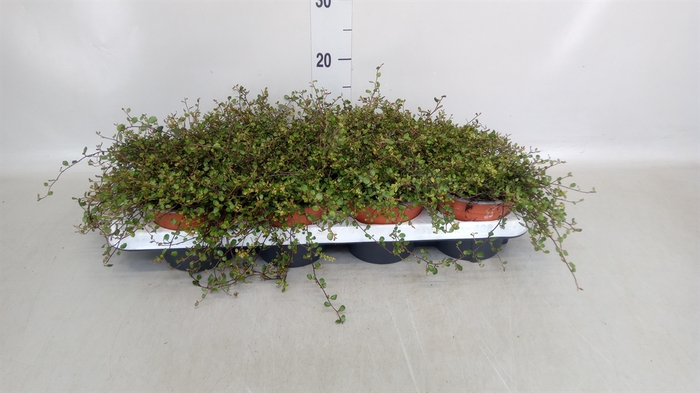 <h4>Muehlenbeckia com. 'Mao'ri'</h4>