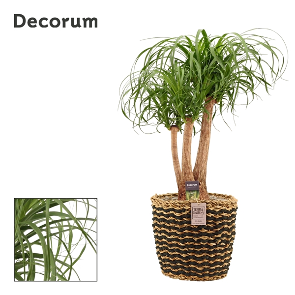 Beaucarnea vertakt 27 cm in Kira mand (Deco-collection)