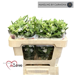 OXY CO PERF WHI HARM