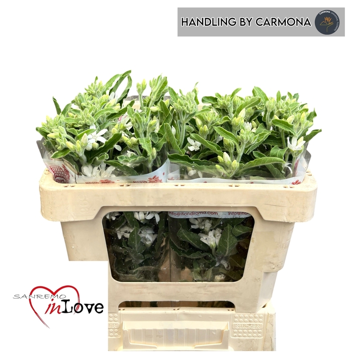 <h4>Oxy Co Perf Whi Harm</h4>