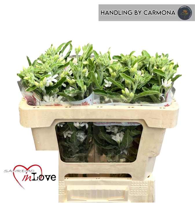 <h4>OXY CO PERF WHI HARM</h4>