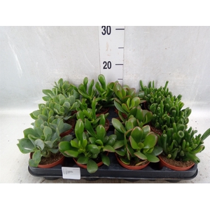 Crassula   ...mix