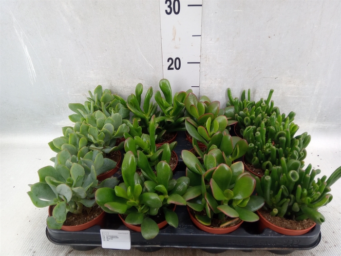 Crassula   ...mix