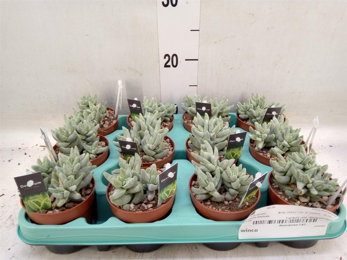 <h4>Crassula   ...</h4>