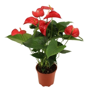 Anthurium Red Bull without sleeve