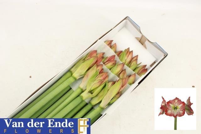 <h4>HIPP GA MEGA STAR</h4>