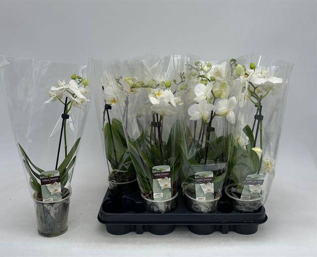 <h4>PHAL GEM</h4>