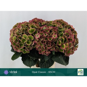 Hydr Opal Classic 65 cm Vicini