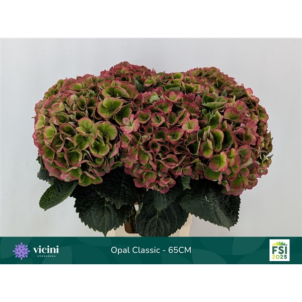 <h4>Hydr Opal Classic 65 cm Vicini</h4>