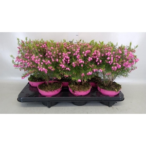 Boronia heterophylla