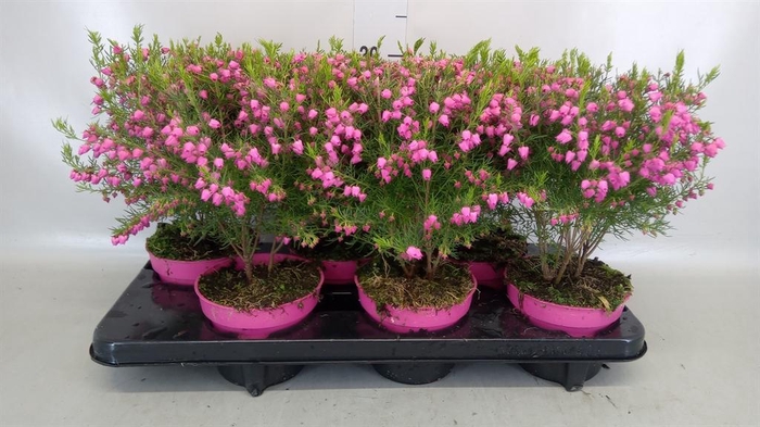 <h4>Boronia heterophylla</h4>