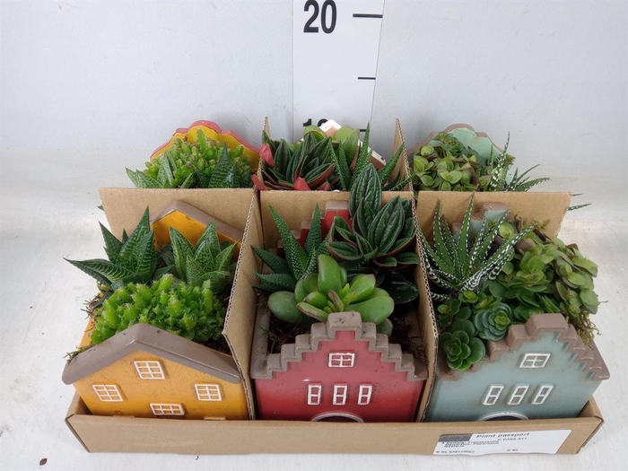 <h4>Arr.   Kamerplant Groen L%</h4>