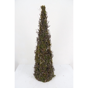 Cone Moss Bonsai 110cm