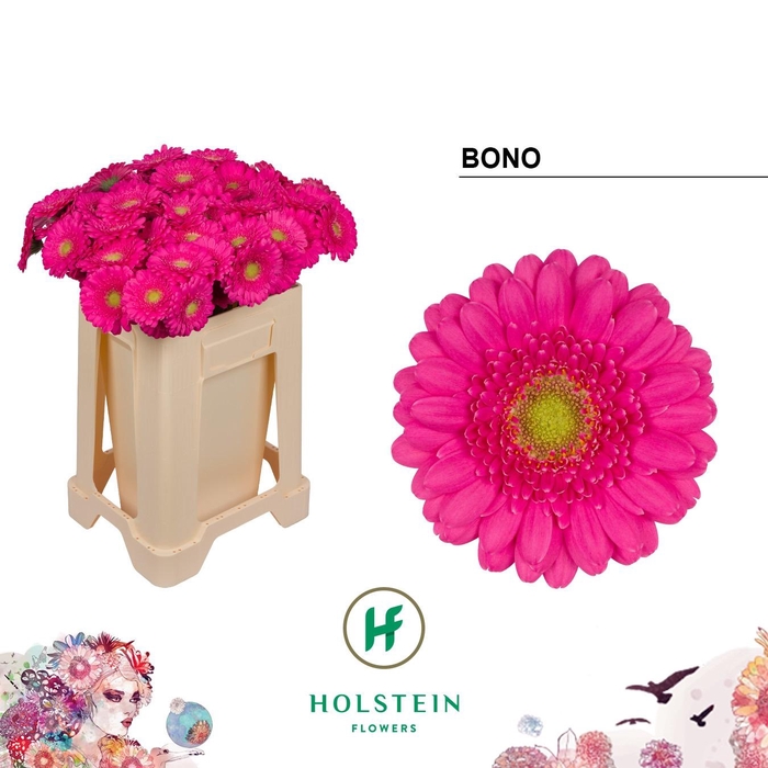 <h4>GE MI BONO</h4>