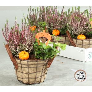 ARR TUINPLANTEN
