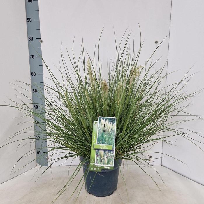 <h4>Cortaderia selloana Tiny Pampa</h4>