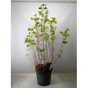 Viburnum opulus 'Roseum'