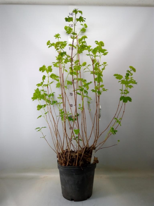 <h4>Viburnum opulus 'Roseum'</h4>