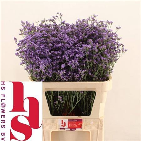 <h4>Lim Sin Kansas Blue</h4>