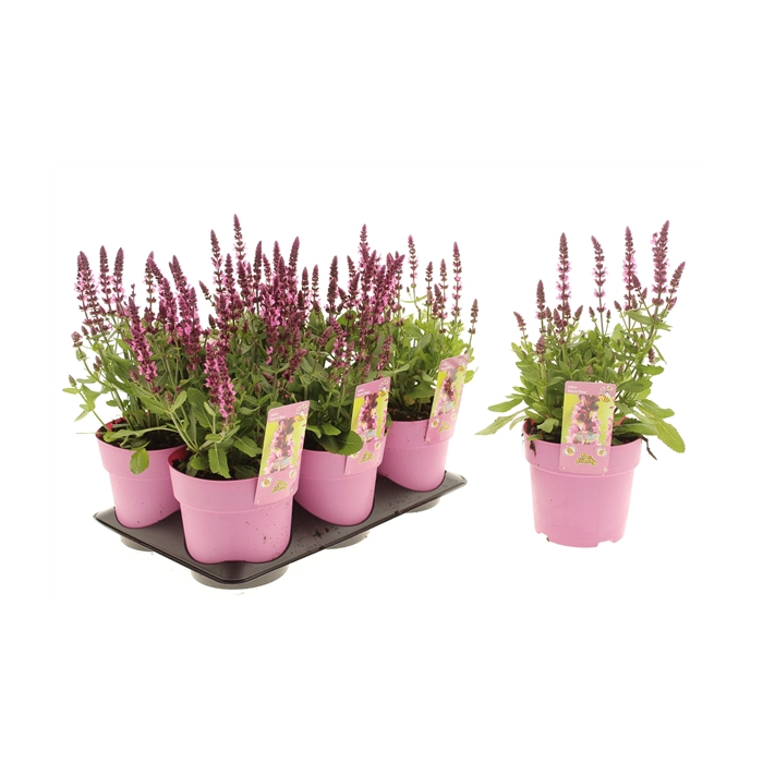 <h4>Salvia Marvel Rose</h4>