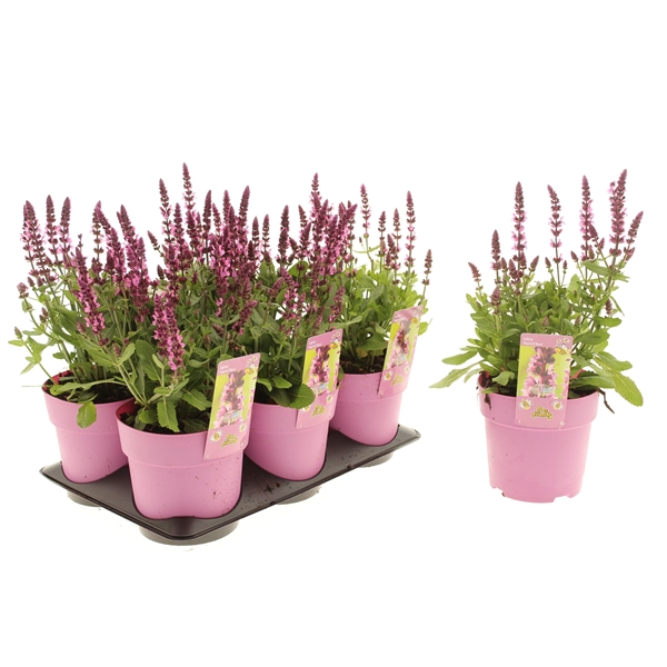 Salvia Marvel Rose