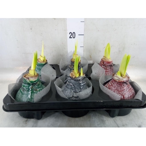 Hippeastrum   ...waxed