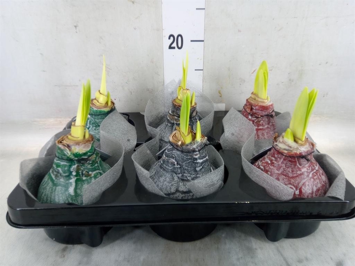 <h4>Hippeastrum   ...waxed</h4>