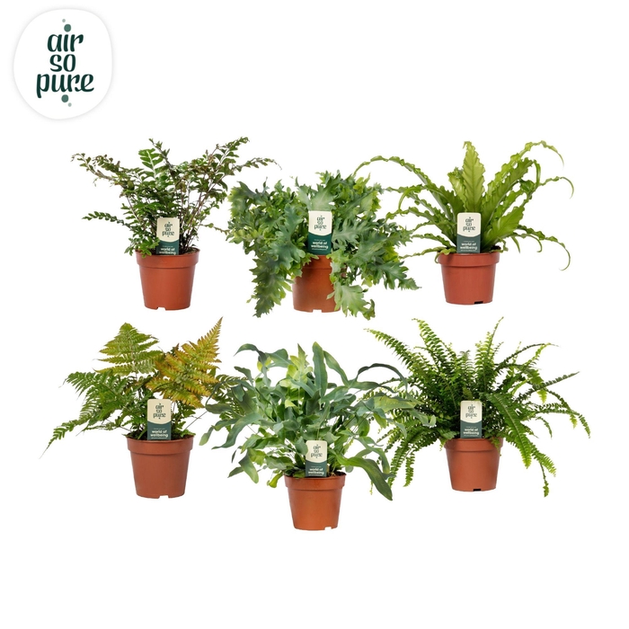 <h4>Varenmix - Air So Pure</h4>