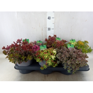 Sedum   ...mix