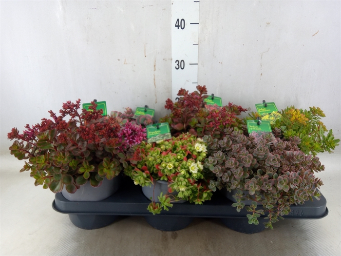 <h4>Sedum   ...mix</h4>