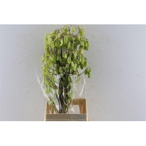 Kal Ad Green Apple Japan