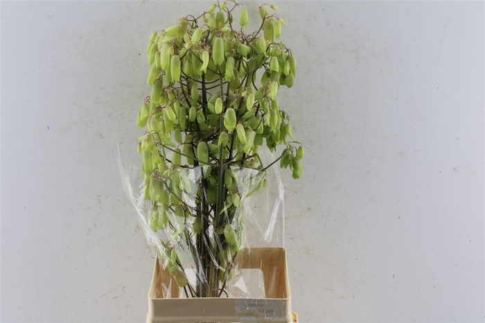 <h4>Kal Ad Green Apple Japan</h4>