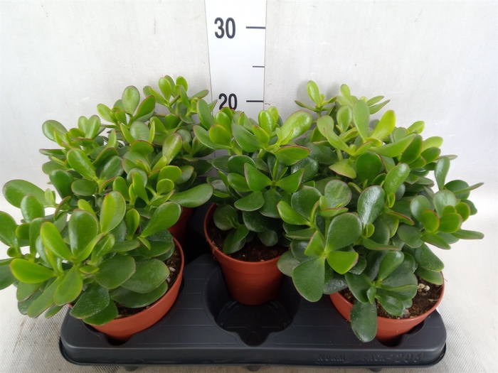 <h4>Crassula ovata</h4>