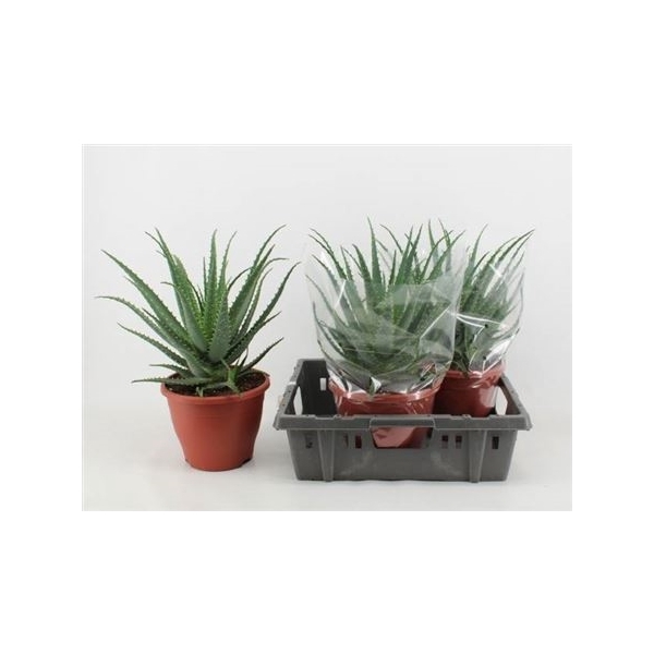 <h4>Aloe Arborescens ** Potm 23cm **</h4>