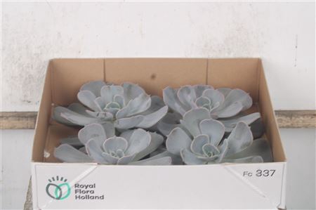 <h4>Echeveria Pollux X4</h4>