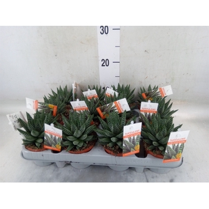 Haworthia   ...