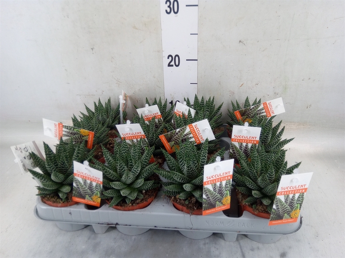 <h4>Haworthia   ...</h4>