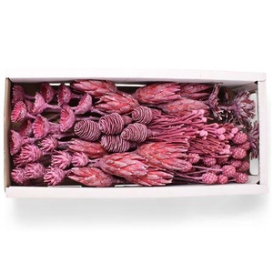 Exotic Assorti Azalea Frosted ( 70 St )