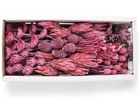 <h4>Exotic Assorti Azalea Frosted ( 70 St )</h4>