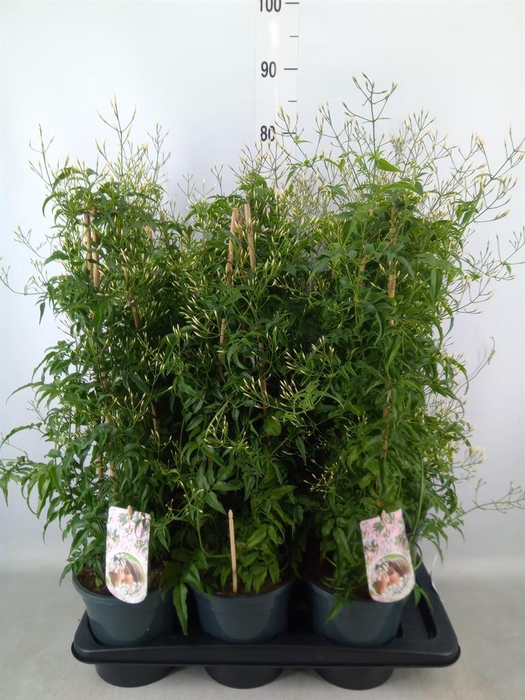 <h4>Jasminum polyanthum</h4>