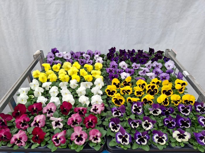 <h4>VIO WI DELTA GEM</h4>