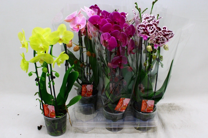 <h4>PHAL EL CASCADE</h4>