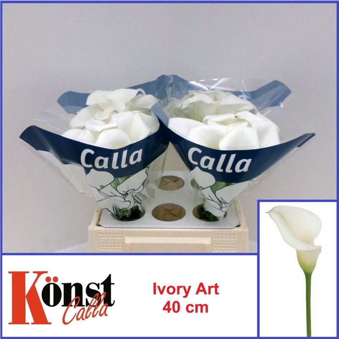 <h4>ZANT IVORY ART</h4>